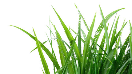 Naklejka premium Green grass on white transparent background 