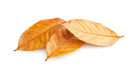 Pile of autumn leaves isolated on white background
