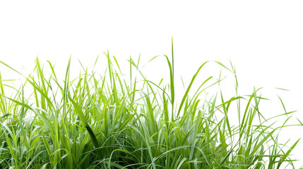 Obraz premium Green grass on white transparent background 