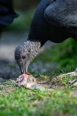 Raven-like condor eating fish remains.
