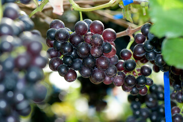 Best quality organic seedless grape on vinery yard.