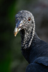 Ravenclaw condor in head detail.
