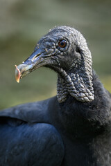 Ravenclaw condor in head detail.
