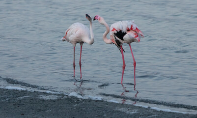 pink flamingos in water