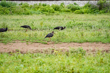 Black Cranes Strolling Alongside Railway Tracks in the Meadow