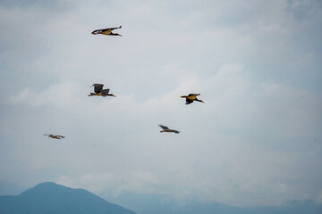 Migratory Birds Flying in V-Formation Across the Sky