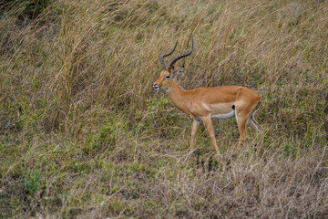 Graceful Antelope Standing Amid Golden Savannah Grass