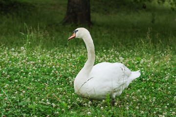 芝生の上にいるコブハクチョウ
