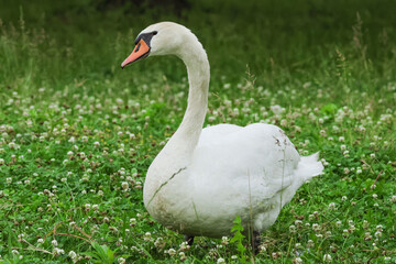 芝生の上にいるコブハクチョウ