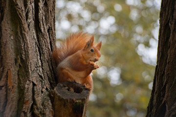 A red Eurasian squirrel sits on a tree in the forest and eats a nut. Wildlife rodent animals close up. Europe