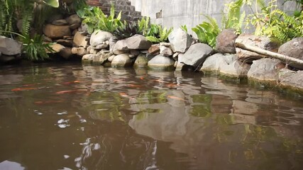 goldfish swimming agilely in the fish pond