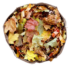 Naklejka premium Bag Of Autumn Leaves as A Fall season symbol for biodegradable composte and composting as seasonal yard work maintaining the lawn isolated on a white background.