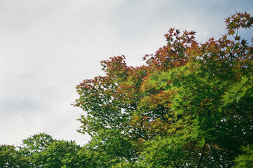 Obraz premium 見上げた空と色づく紅葉