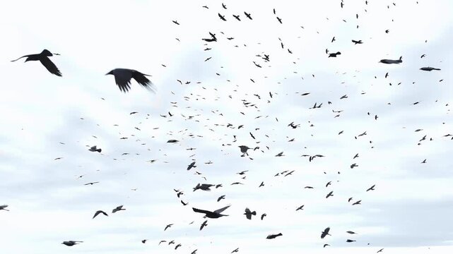 Hundreds of birds soaring across a cloudy sky in early morning light
