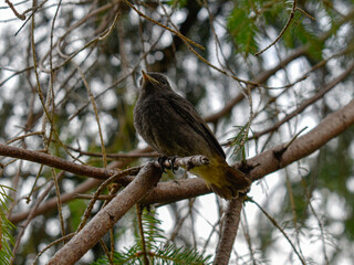 Bird sitting on a branch