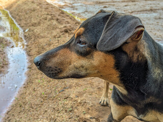 Black Dog Side View Looking Left &ndash; Isolated Canine Silhouette on White Background &ndash; Portrait of Loyal Pet Dog