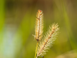 秋の水辺の野草をクローズアップ05