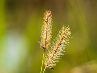 秋の水辺の野草をクローズアップ01