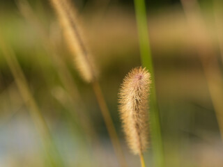 Obraz premium 秋の水辺の野草をクローズアップ03