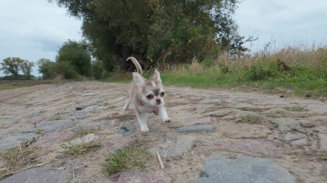 Small chihuahua runs energetically on a rural cobblestone path surrounded by trees