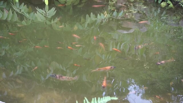 goldfish swimming in a fish pond with greenish water