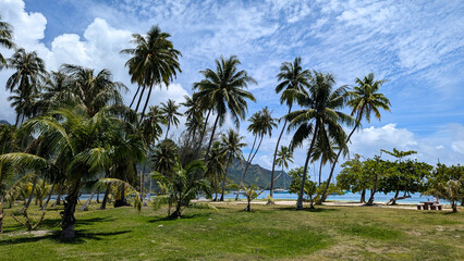 Scenic view of beach, ocean, and palm trees of park on tropical island of Mo'orea in French Polynesia, South Pacific