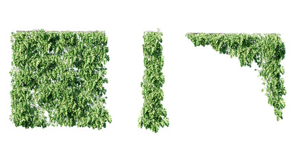 Ivy vines on wall isolated on transparent background. Modern illustration plant with green leaves, home interior, garden landscaping or floral design element. © Nawaphon