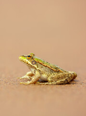 The frog sits on the sand on the shore of the lake. Beautiful wildlife landscape with place for text. The concept of protecting wildlife and ecology.