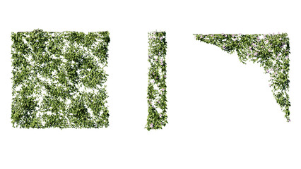 Ivy vines on wall isolated on transparent background. Modern illustration plant with green leaves,...