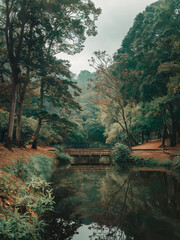 Peaceful forest scene with a small stream running through it