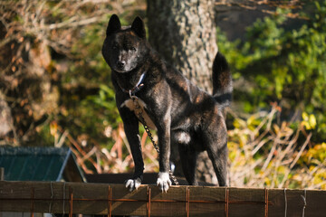 三ツ峠山荘の黒い甲斐犬