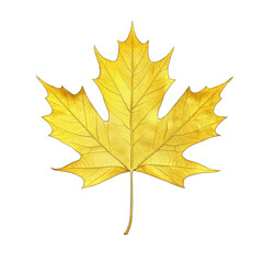 Fototapeta premium Golden maple leaf, isolated on transparent white background