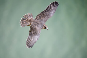 Peregrine falcon (Falco peregrinus)