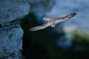 Peregrine falcon (Falco peregrinus)