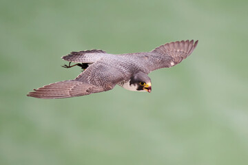 Peregrine falcon (Falco peregrinus)