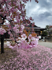Fototapeta premium Tree with pink flowers is in front of a building