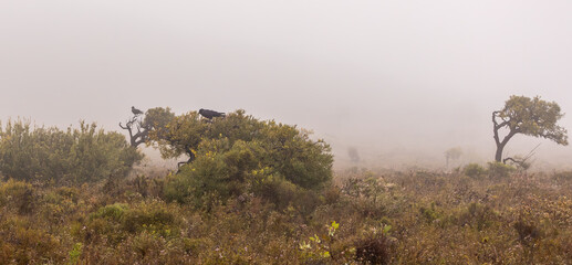 Obraz premium Australian ravens perched in a foggy and misty landscape in the bush near Esperance Western Australia.