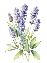Obraz premium Lavender Watercolor Flower Nature Art
