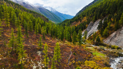 yellowed forest in the Altai mountains