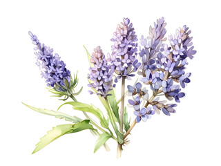 Obraz premium Lavender Watercolor Flower Nature Art