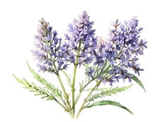 Lavender Watercolor Flower Nature Art