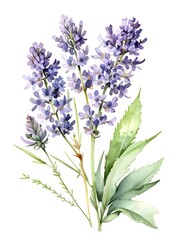 Obraz premium Lavender Watercolor Flower Nature Art