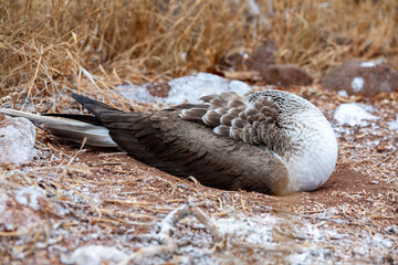 blue footed boobie sitting head tucked into wings