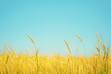 Obraz premium Golden wheat field against a blue sky.