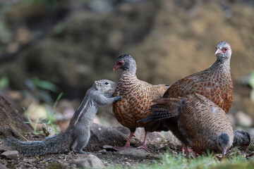 Red spurfowl and Indian palm squirrel co-existing together on a common feeding ground 