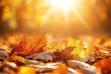 Autumn leaves in the sun, casting golden shadows on a park path. Vibrant orange and red foliage contrast against the deep blue sky.