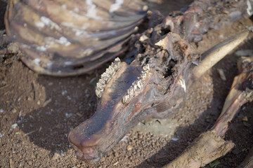 Animal Skeletons in Decomposition, Cow Remains for Industrial Use, Decomposition of Livestock Bones, Animal Carcass Recycling Process, Cow Skull and Bones in Open Field Stock Photo.