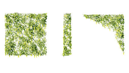 Ivy vines on wall isolated on transparent background. Modern illustration plant with green leaves, home interior, garden landscaping or floral design element. © Nawaphon