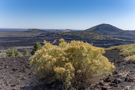 Inferno Cone Trail. Craters of the Moon National Monument & Preserve. Volcanic Field. Idaho's eastern Snake River Plain. Ericameria nauseosa (formerly Chrysothamnus nauseosus),  chamisa