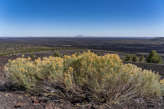 Inferno Cone Trail. Craters of the Moon National Monument & Preserve. Volcanic Field. Idaho's eastern Snake River Plain. Ericameria nauseosa (formerly Chrysothamnus nauseosus),  chamisa